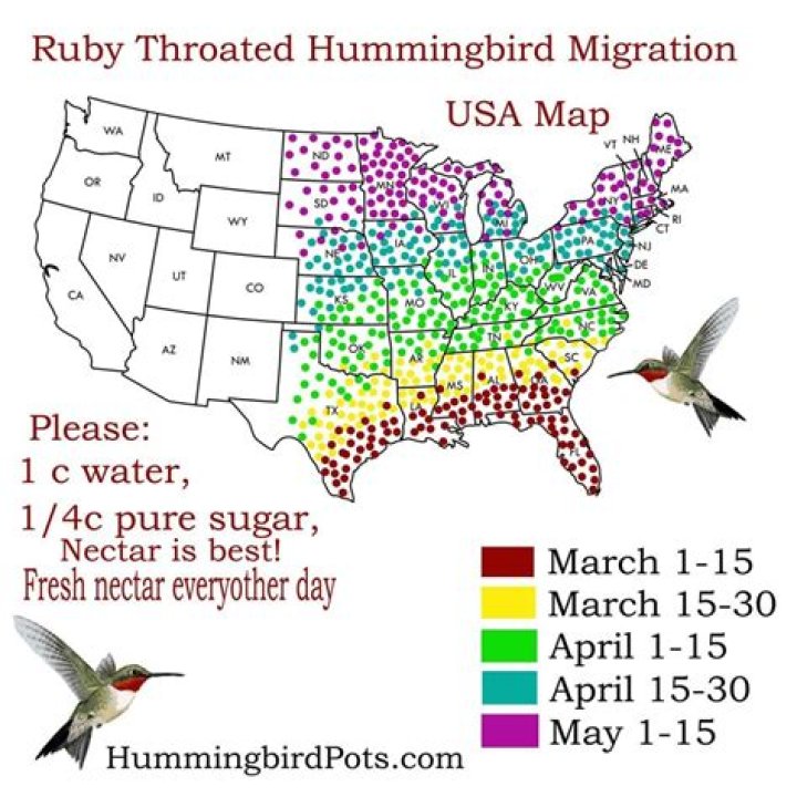 Hummingbirds return to feeders in July