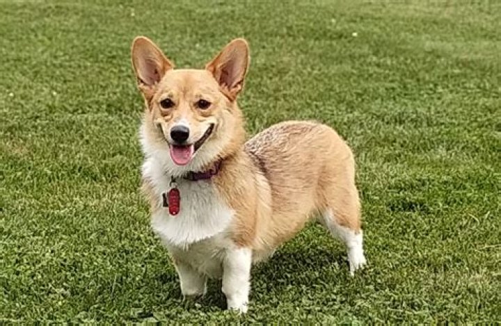 Instagram Dog Maxine Celebrates Rosh Hashanah By Wishing Viewers A Sweet Jewish New Year