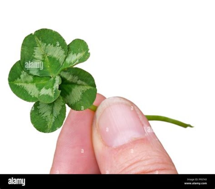 Is a 6 leaf clover lucky?