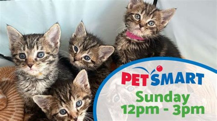 Is It Worth It To Board Your Pet At Petsmart?