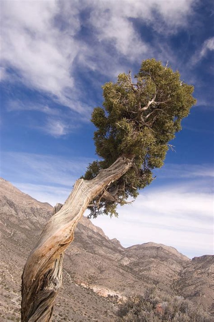 Is juniper a Bible name?