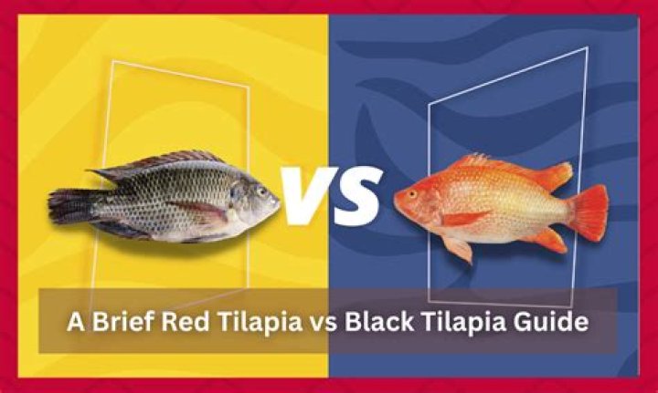 Is red tilapia better than black tilapia?