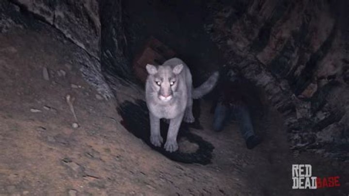 Is there anything in the White cougar Cave rdr2?