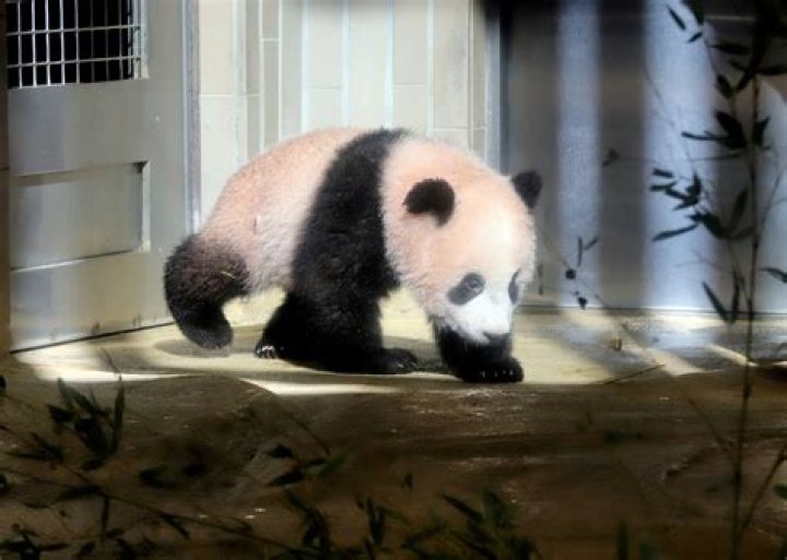 Japan Sends Giant Panda 'Home' to China