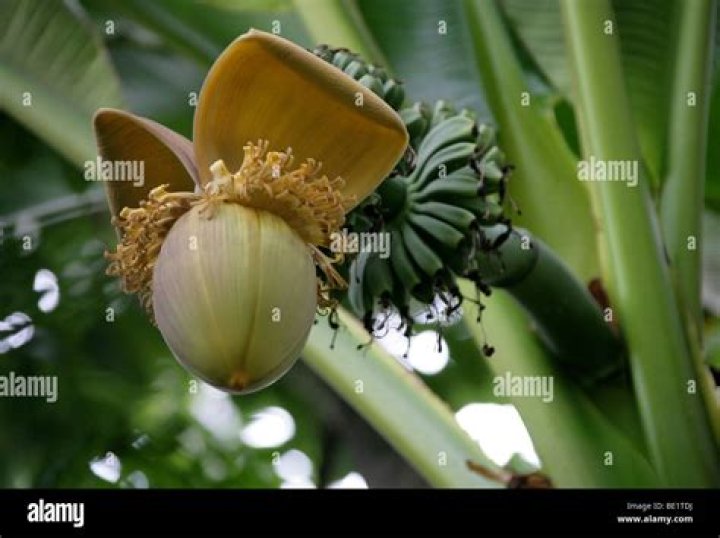 Japanese fiber banana is a cold-hardy species