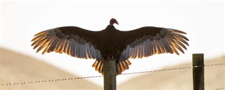 Jeff Toig - Vulture