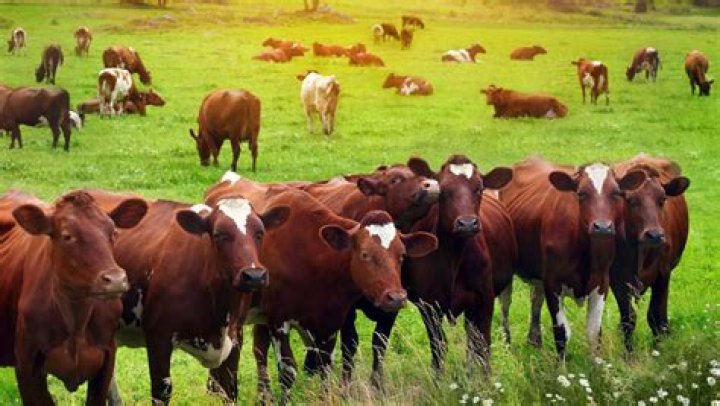 Keeping Your Livestock Show Animals Healthy: Proper Drug Use