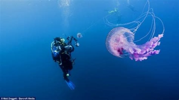 Las medusas y el buceo