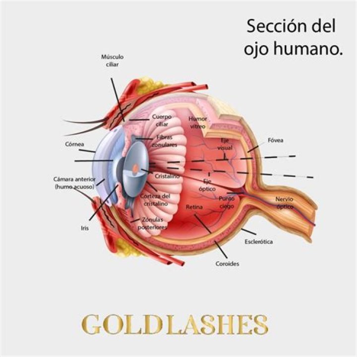Las partes del ojo humano