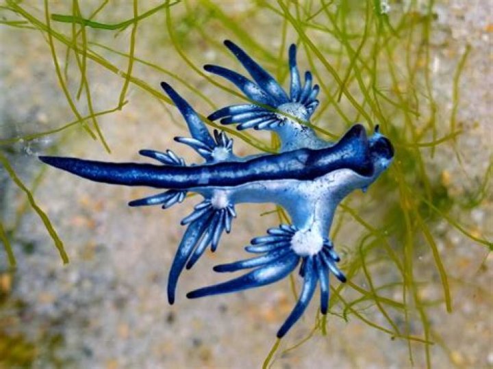 Le dragon bleu des mers, cet animal intriguant et dangereux