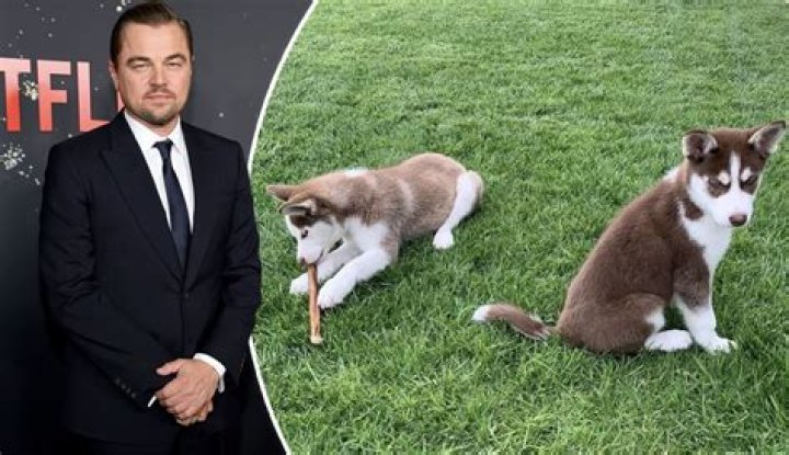 Leonardo DiCaprio Jumped Into Frozen Lake To Save Dogs While Filming Of 'Don't Look Up'
