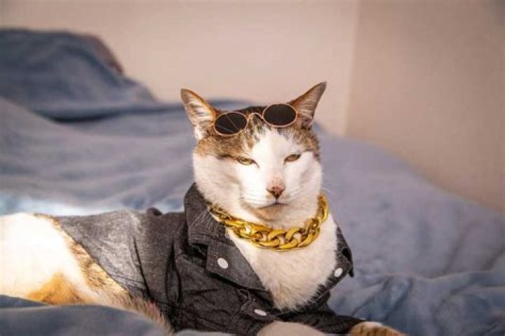 Les plus beaux noms de chat japonais et leur signification