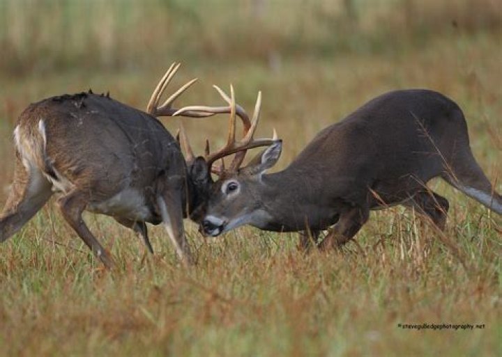 Life is tough on a buck