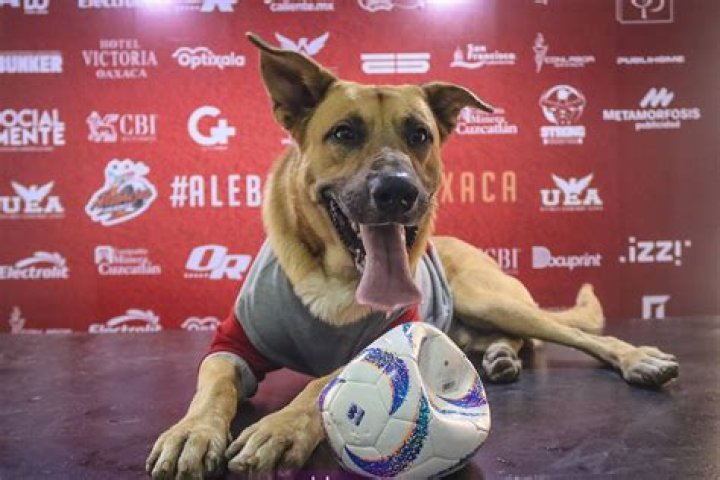 Liga Expansión MX: Alebrijes presenta a Max, el perro que invadió la cancha y se hizo viral