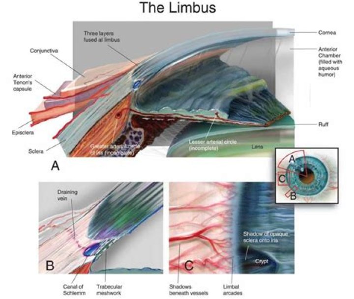 Limbus: Eye Anatomy