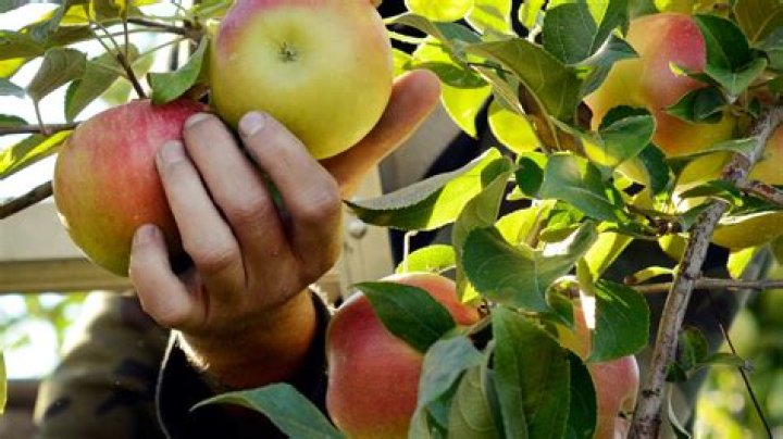 List | Apple picking in North Georgia (Fall 2022)