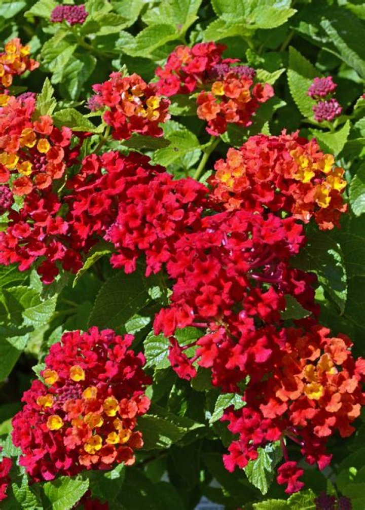 Luscious Lantanas | Mississippi State University Extension Service
