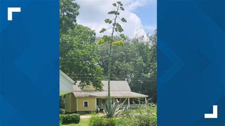 Luthersville rare century plant starts to bloom