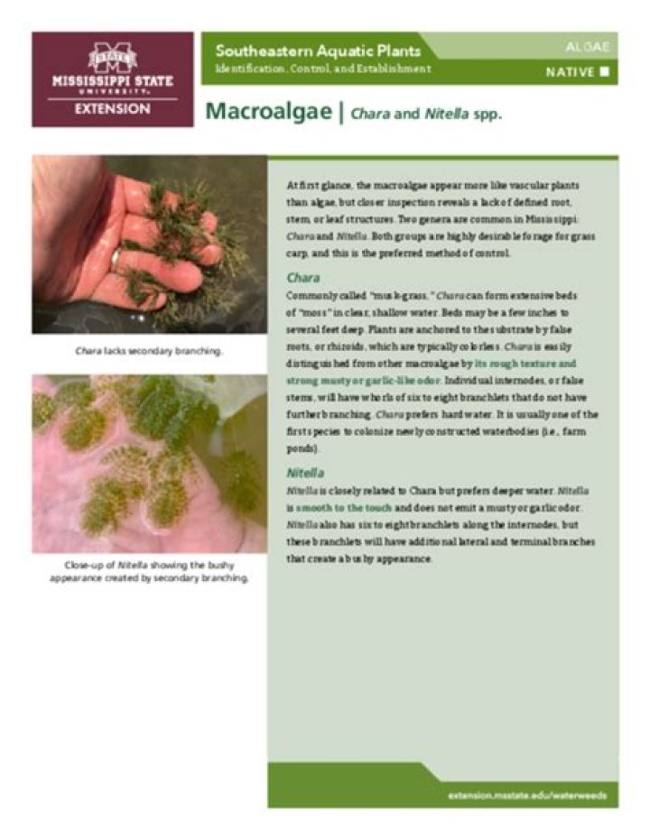 Macroalgae | Chara and Nitella spp.