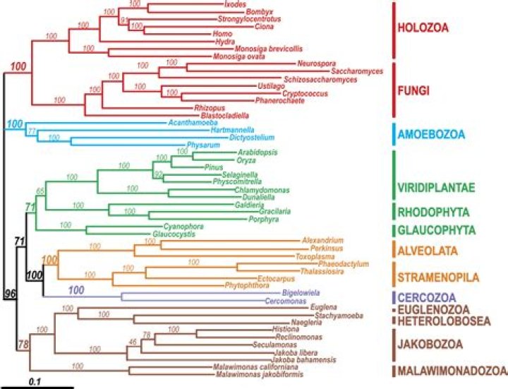 Molecular and Cellular Evolution of Microbial Eukaryotes