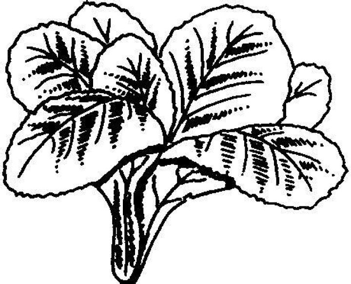 Mustard Greens | Mississippi State University Extension Service