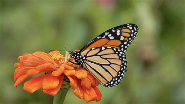 Nectar Plants for Mississippi Butterflies