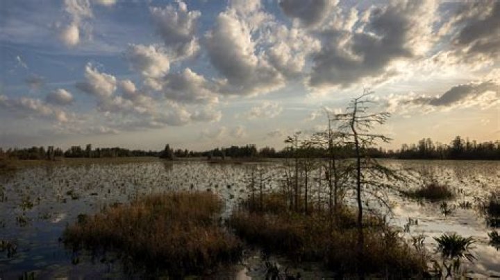 Okefenokee Swamp Georgia nomination for UNESCO recognition