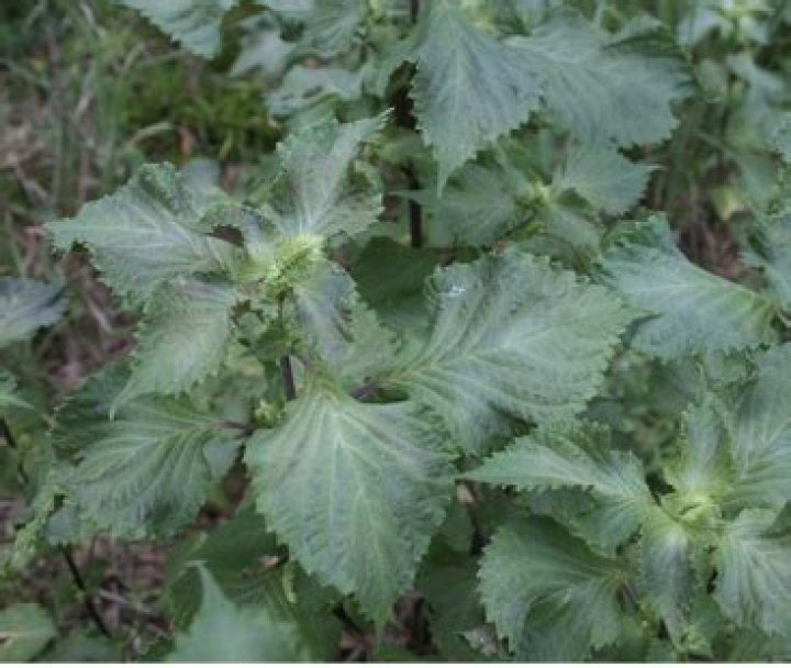 Perilla Mint (Perilla frutescens) | Mississippi State University Extension Service