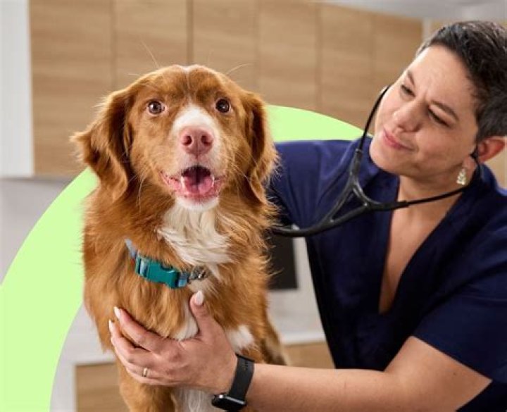 Pet Health & Wellness with Chewy