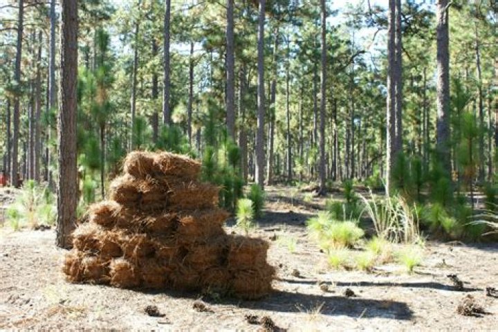 Pine Straw: Harvesting the Product