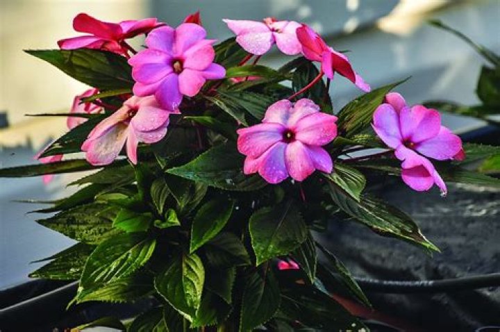 Plan garden for SunPatiens and New Guinea impatiens