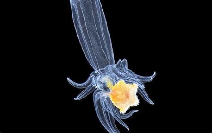 Plankton captured in stunning close up photographs