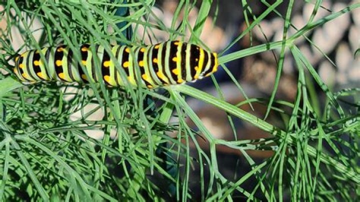 Plant extra forage for butterfly caterpillars