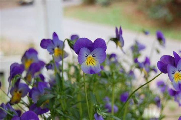 Plant violas in the fall for winter-long color