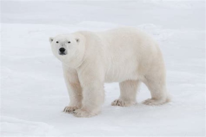 Polar Bear In Arlington, Texas: A Comprehensive Guide To Understanding And Protecting These Majestic Creatures