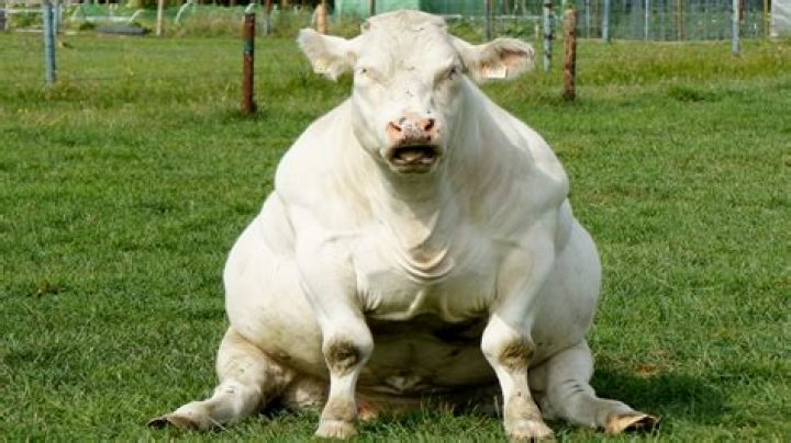 Pregnant Woman Asks For Advice After Her Husband Calls Her A Fat Cow'