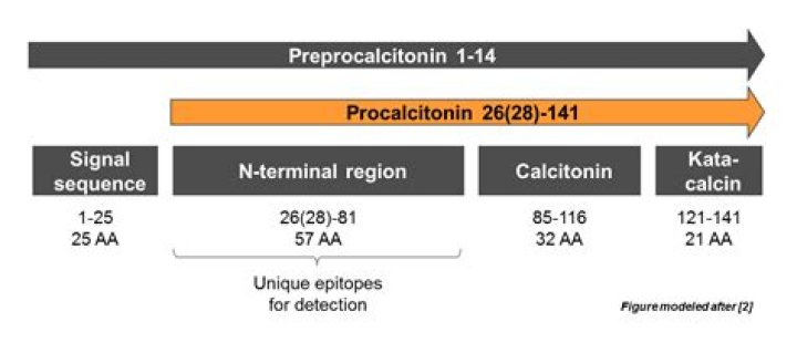 ما هو تحليل procalcitonin