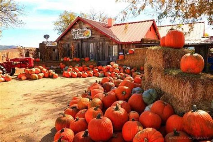 Pumpkin Patches in Arizona To Visit Today