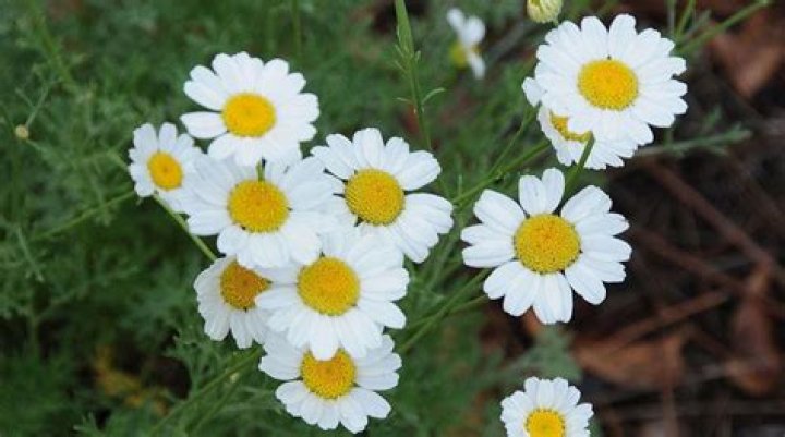 Pyrethrum Daisy Vol. 2, No. 10