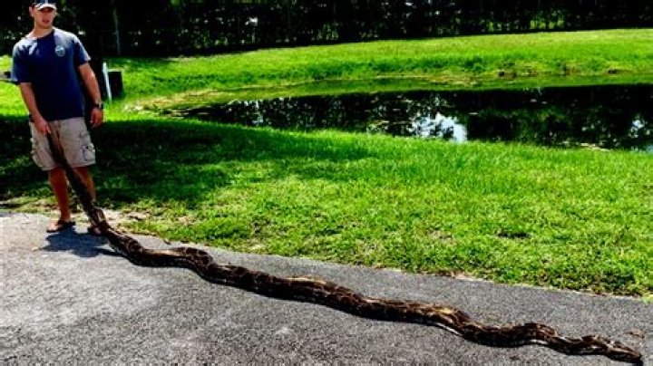 ¡Qué bestia! Capturan una pitón de 5 metros en Florida