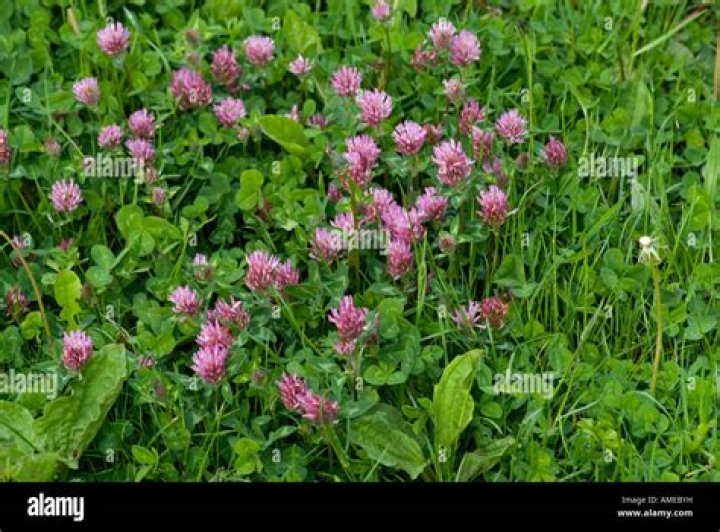 Red Clover (Trifolium pratense) | Mississippi State University Extension Service