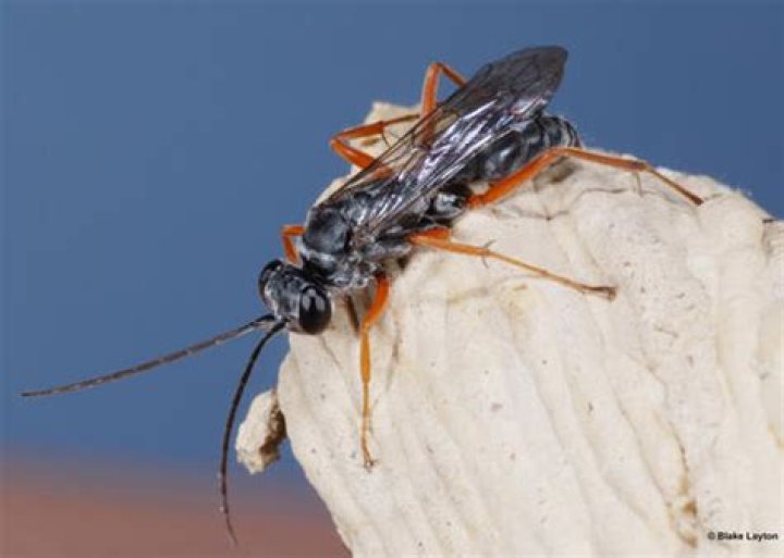 Red Legged Spider Wasp, Vol. 5, No. 26