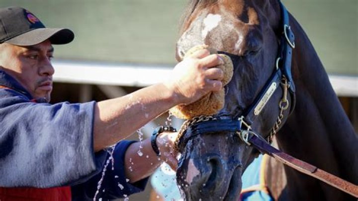 Report: Forte Failed September Drug Test; Was Kentucky Derby Favorite Before Scratch | News, Scores, Highlights, Stats, and Rumors