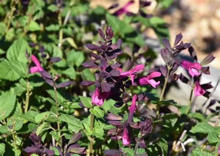 Rockin’ salvias help fall gardens perform