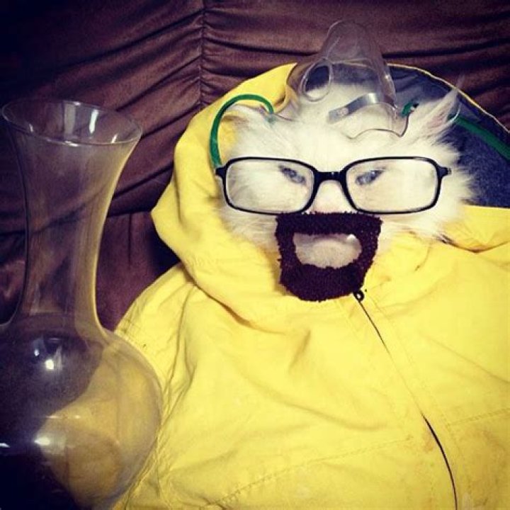 See a Cat Dressed Up As Breaking Bad’s Walter White