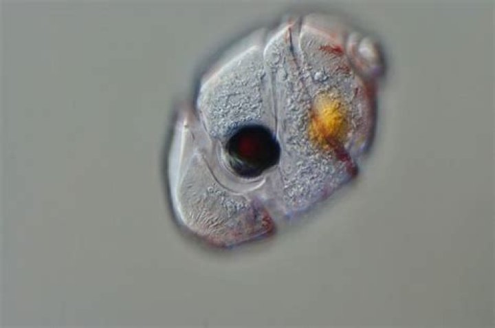 Single-celled plankton evolves tiny, human-like eye