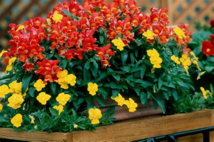 Snapdragons make ideal fall plantings