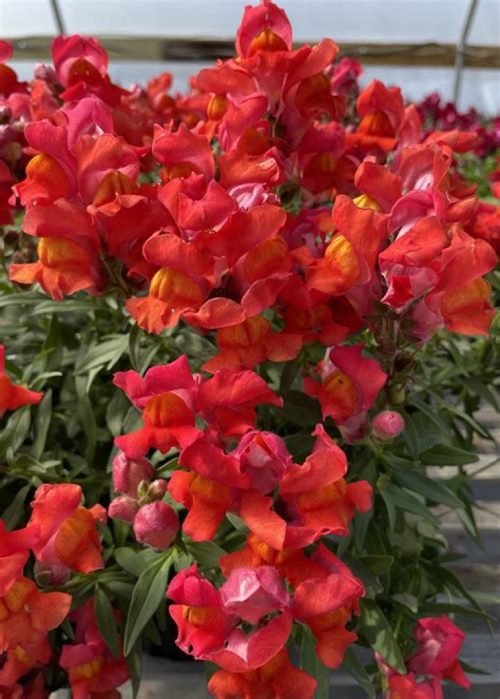 Snaptastic snapdragons bloom in cold weather
