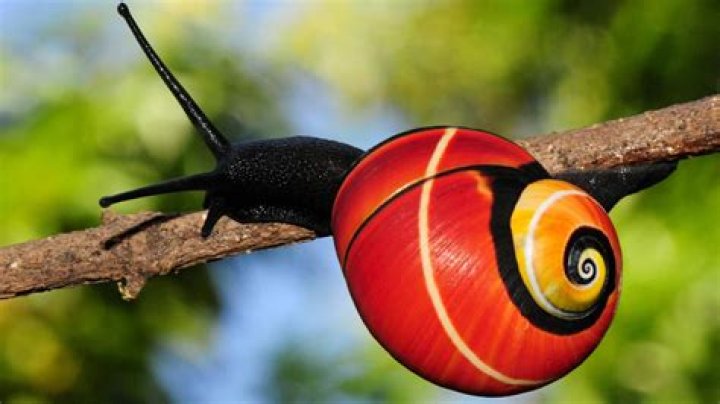 Sophaspinx Ed: Understanding The Fascinating World Of This Unique Snail Species