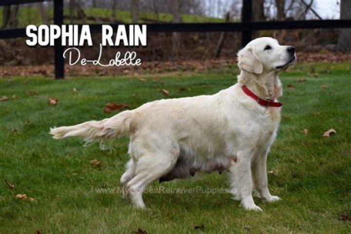 Sophia Rain: A Comprehensive Exploration Of Her Career And Impact